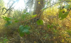 Ribes oxyacanthoides irriguum