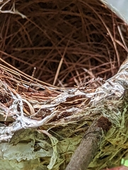 Vireo solitarius