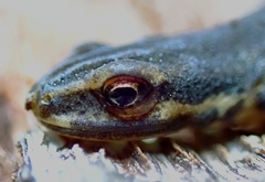 Lissotriton vulgaris