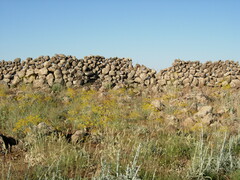 Bilacunaria boissieri