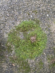 Entodon cladorrhizans