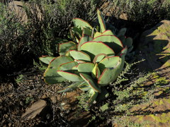 Cotyledon cuneata