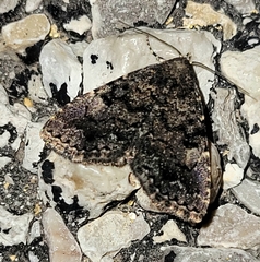 Metalectra miserulata