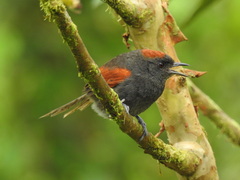 Synallaxis brachyura