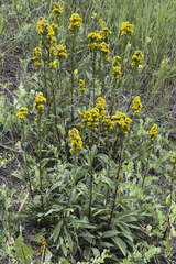 Solidago multiradiata multiradiata