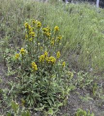 Solidago multiradiata multiradiata