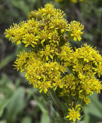 Solidago multiradiata multiradiata