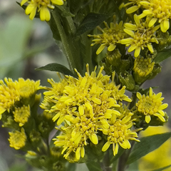 Solidago multiradiata multiradiata