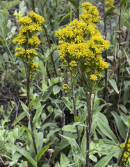 Solidago multiradiata multiradiata