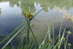 Cyperus niger