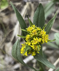 Solidago multiradiata multiradiata