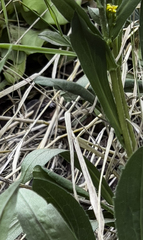 Solidago multiradiata multiradiata