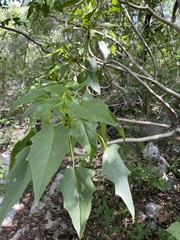 Pittocaulon praecox