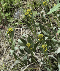 Solidago multiradiata multiradiata