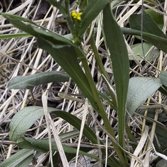 Solidago multiradiata multiradiata