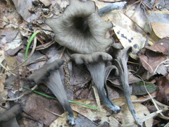 Craterellus fallax image