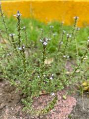 Verbena supina