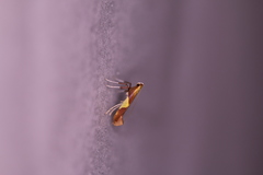 Caloptilia packardella