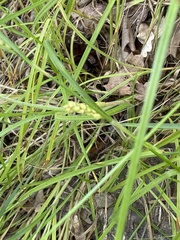 Carex hirta
