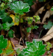 Alchemilla pectinata