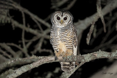Strix chacoensis