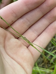Carex hirta