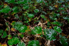 Alchemilla pectinata