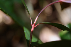 Aidia cochinchinensis