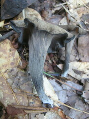 Craterellus fallax image