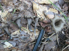 Craterellus fallax image