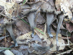 Craterellus fallax image