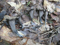 Craterellus fallax image