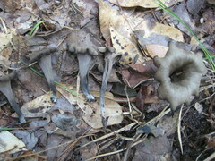 Craterellus fallax image