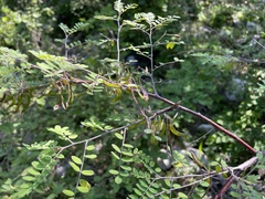 Indigofera platycarpa