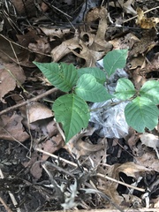 Toxicodendron radicans