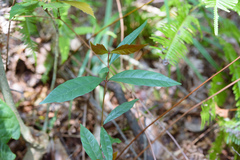 Aidia cochinchinensis