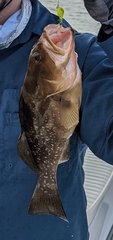 Epinephelus morio