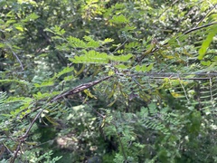 Indigofera platycarpa