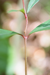 Aidia cochinchinensis