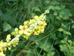 Contarinia anthophthora