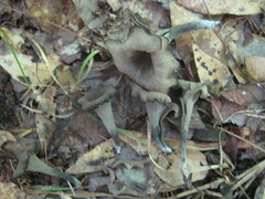 Craterellus fallax image