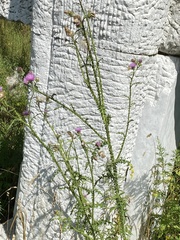 Carduus acanthoides