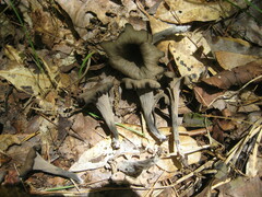 Craterellus fallax image