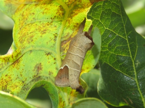 Chocolate-tip, Loosduinen, Den Haag, Nederland, photo 9 of 10