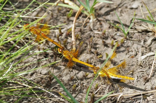 Yellow-winged Darter photo 6