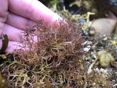 Lomentaria hakodatensis