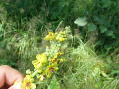 Contarinia anthophthora