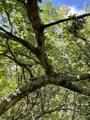 Malpighia mexicana