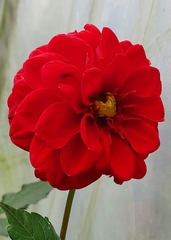 Dahlia hortensis