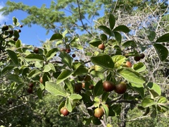 Malpighia mexicana